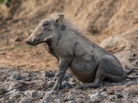 Warzenschwein