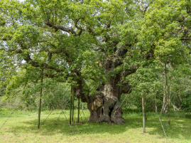 The Major Oak